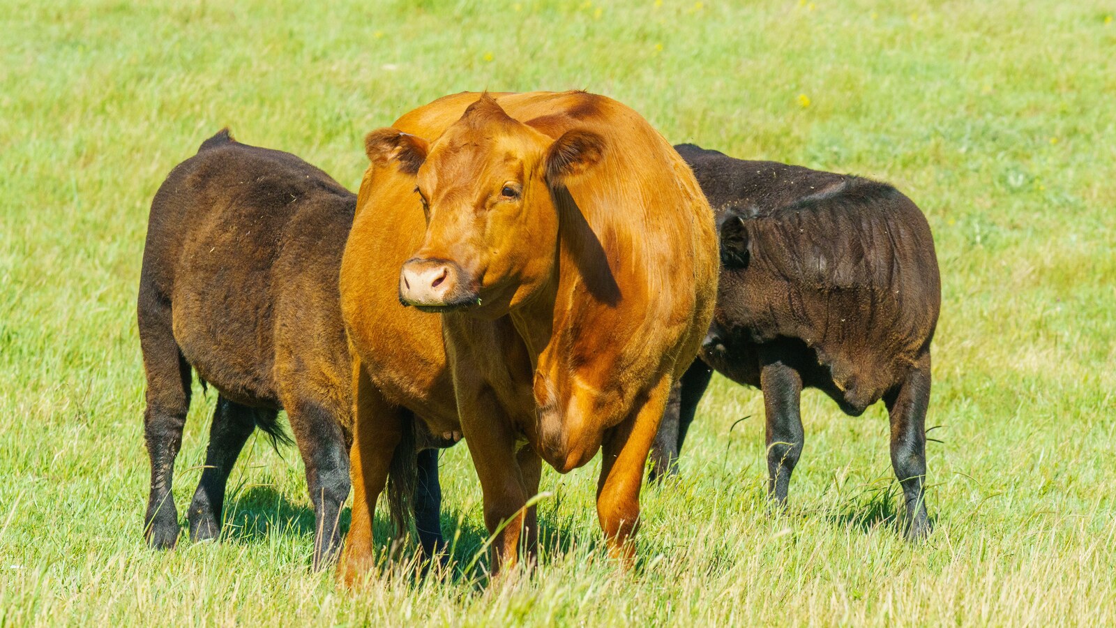 União Europeia proibirá carne bovina e outros produtos brasileiros a partir de 3 de setembro