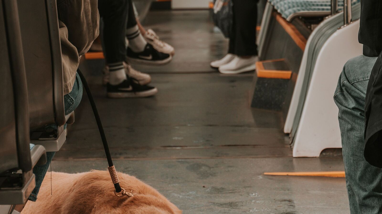 Irlanda prepara novas regras para permitir animais de estimação em ônibus, trens e Luas